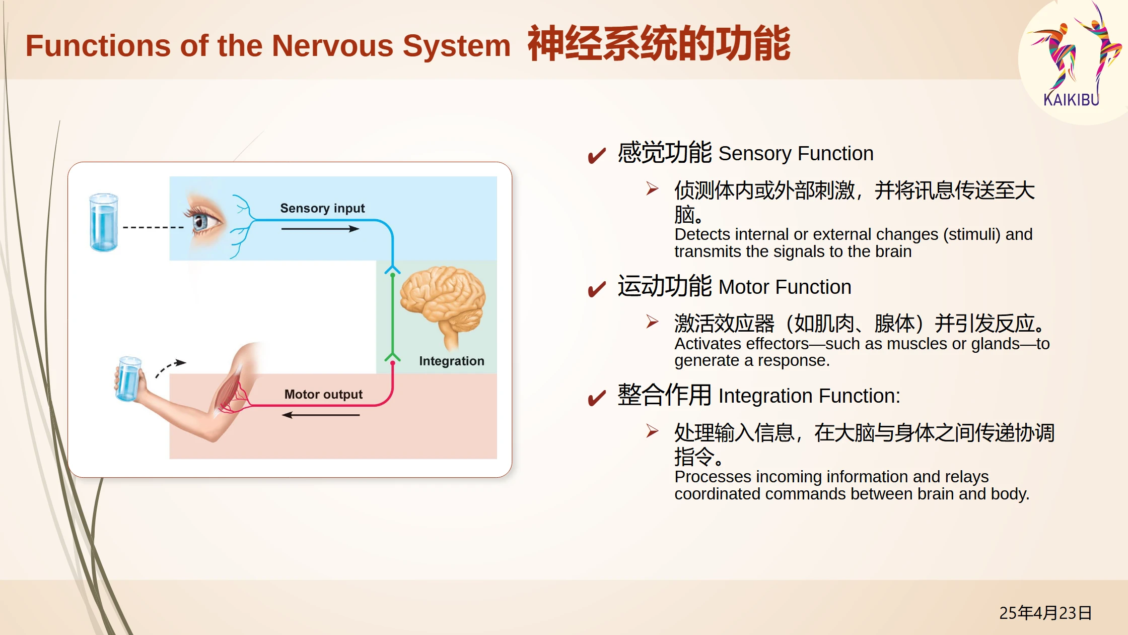 TALK_Neuro-Anatomy of Movement_p11