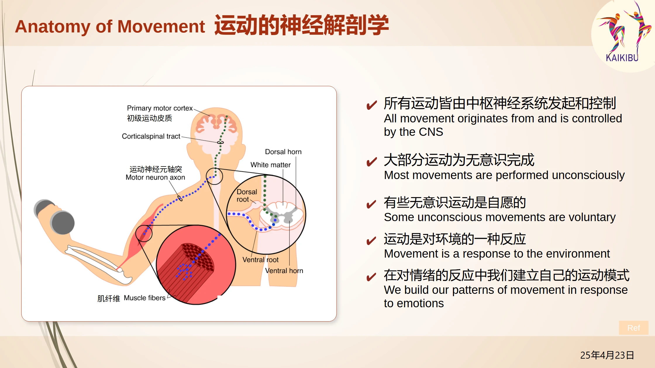 TALK_Neuro-Anatomy of Movement_p12