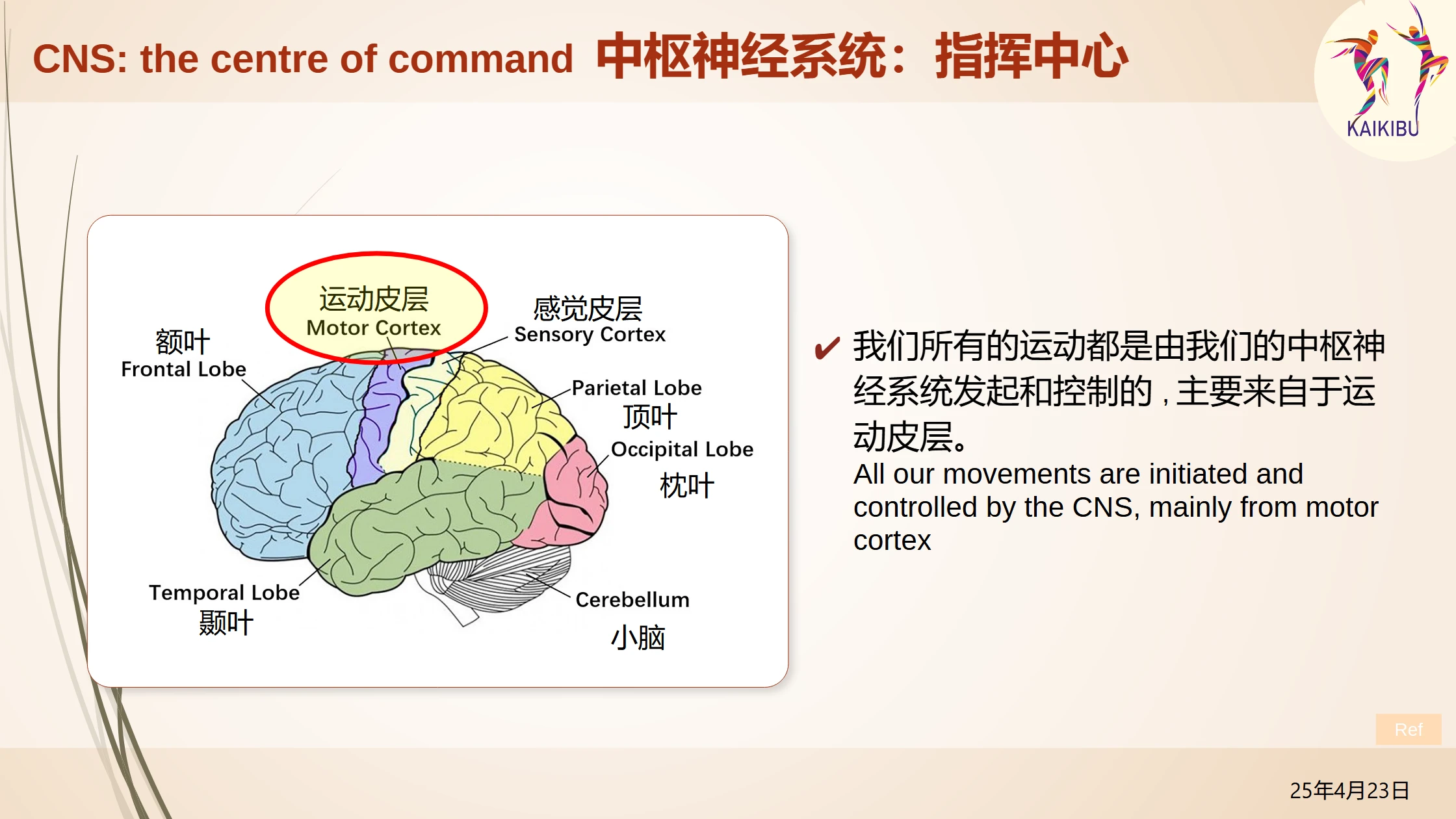 TALK_Neuro-Anatomy of Movement_p14
