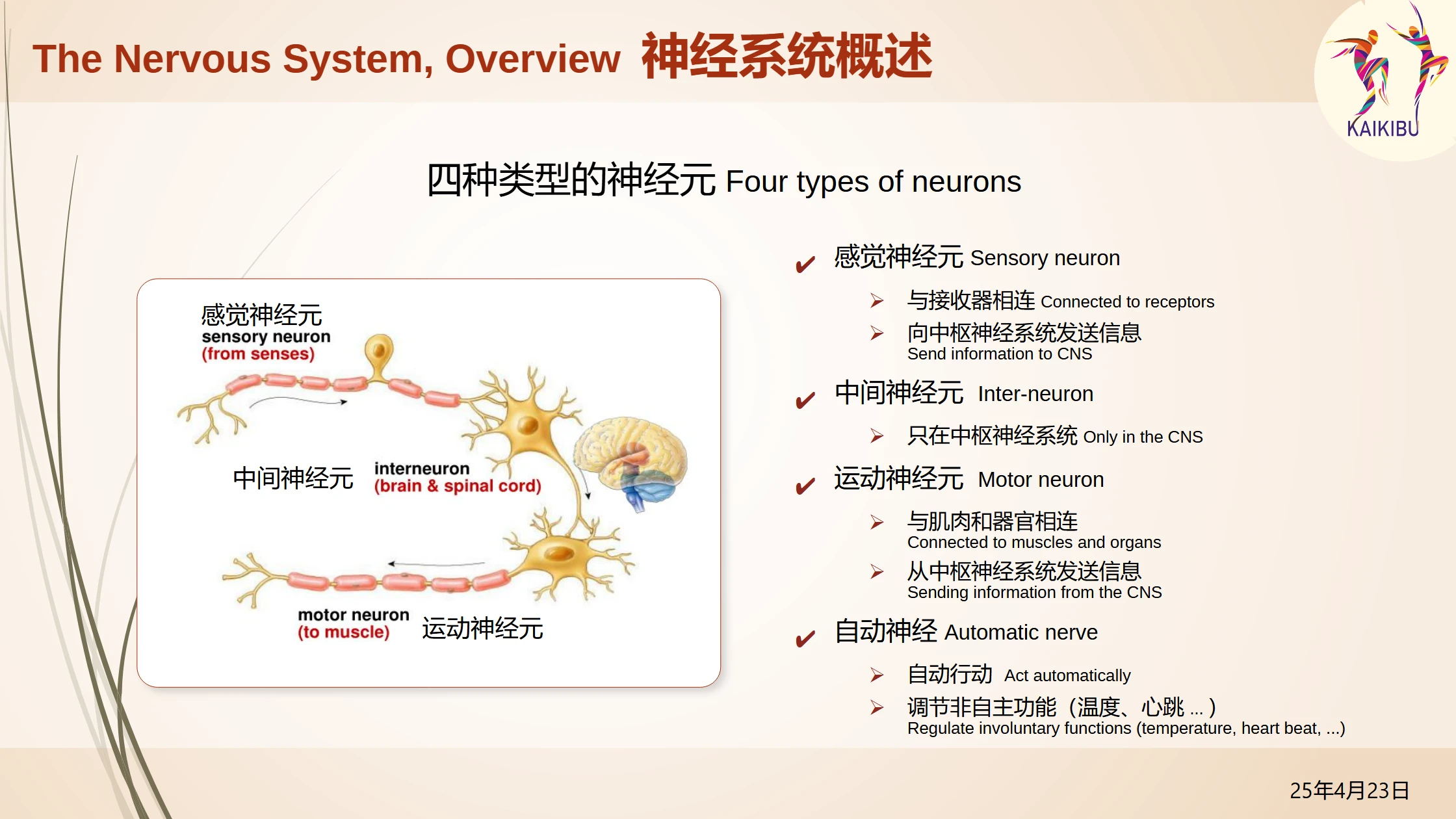 TALK_Neuro-Anatomy of Movement_p8