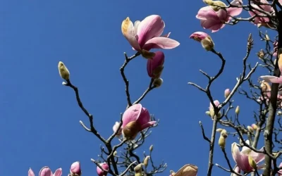 tree-branches-on-blue-sky_02