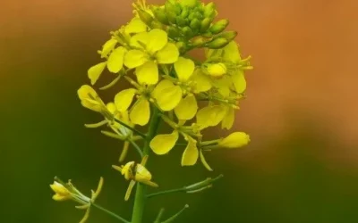 yellow-flower-with-orange-sky